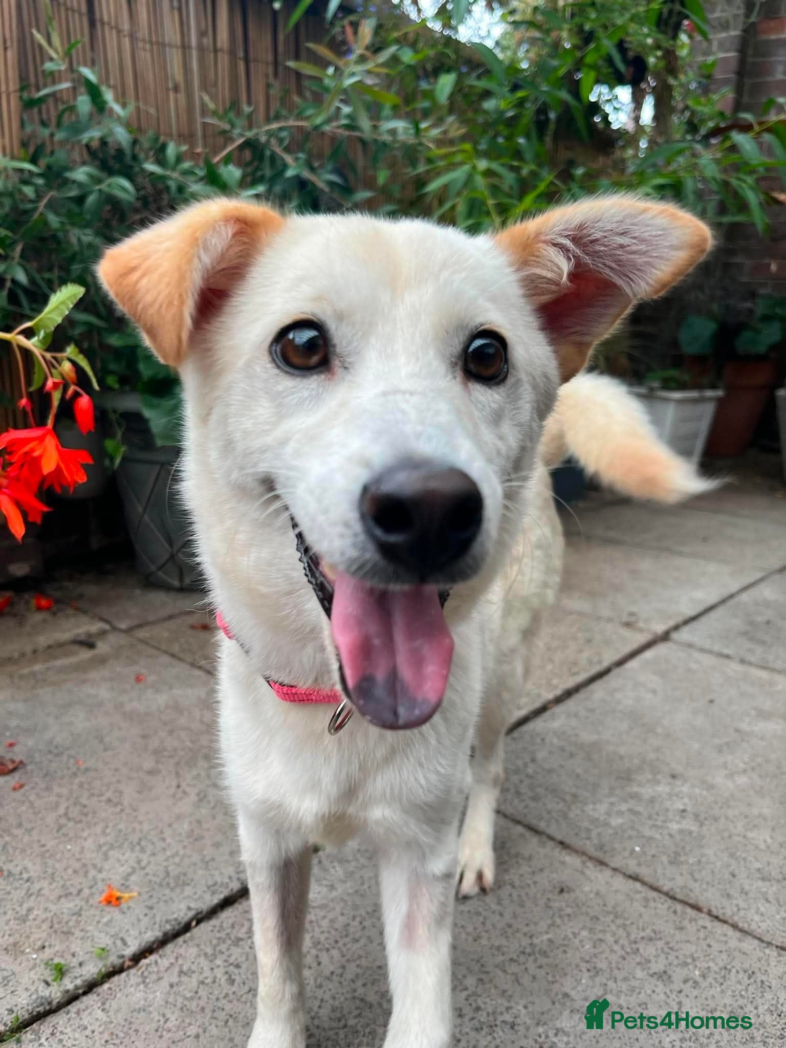 Mixed Breed dogs Lora needs a loving home  - Advert 1