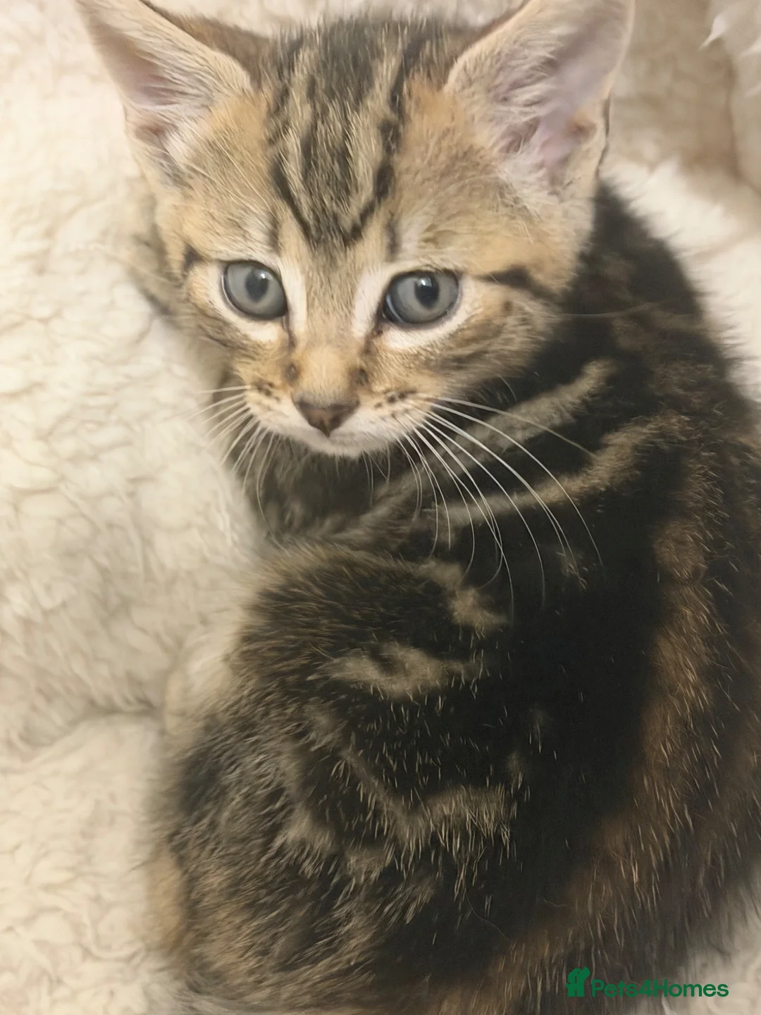 British Shorthair cats for sale: Kittens for Sale  in Luton - Advert 2