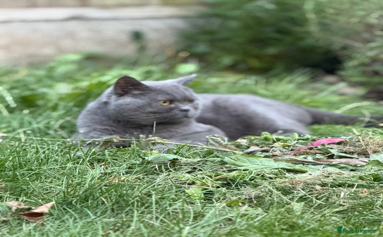 Brazilian Shorthair cats - Advert 1