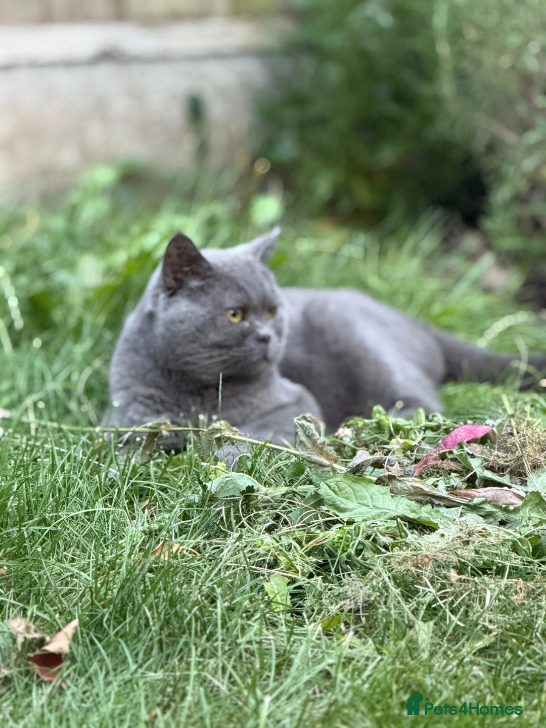 Brazilian Shorthair cats for sale: British shorthair boy - Image 1