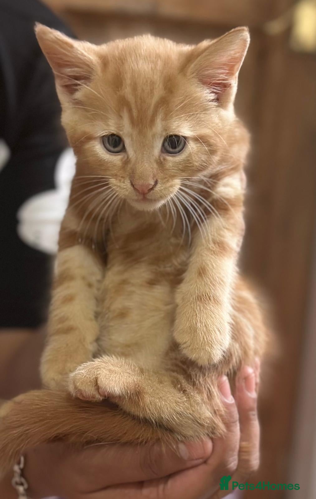 Mixed Breed cats Beautiful kittens for sale - Advert 1