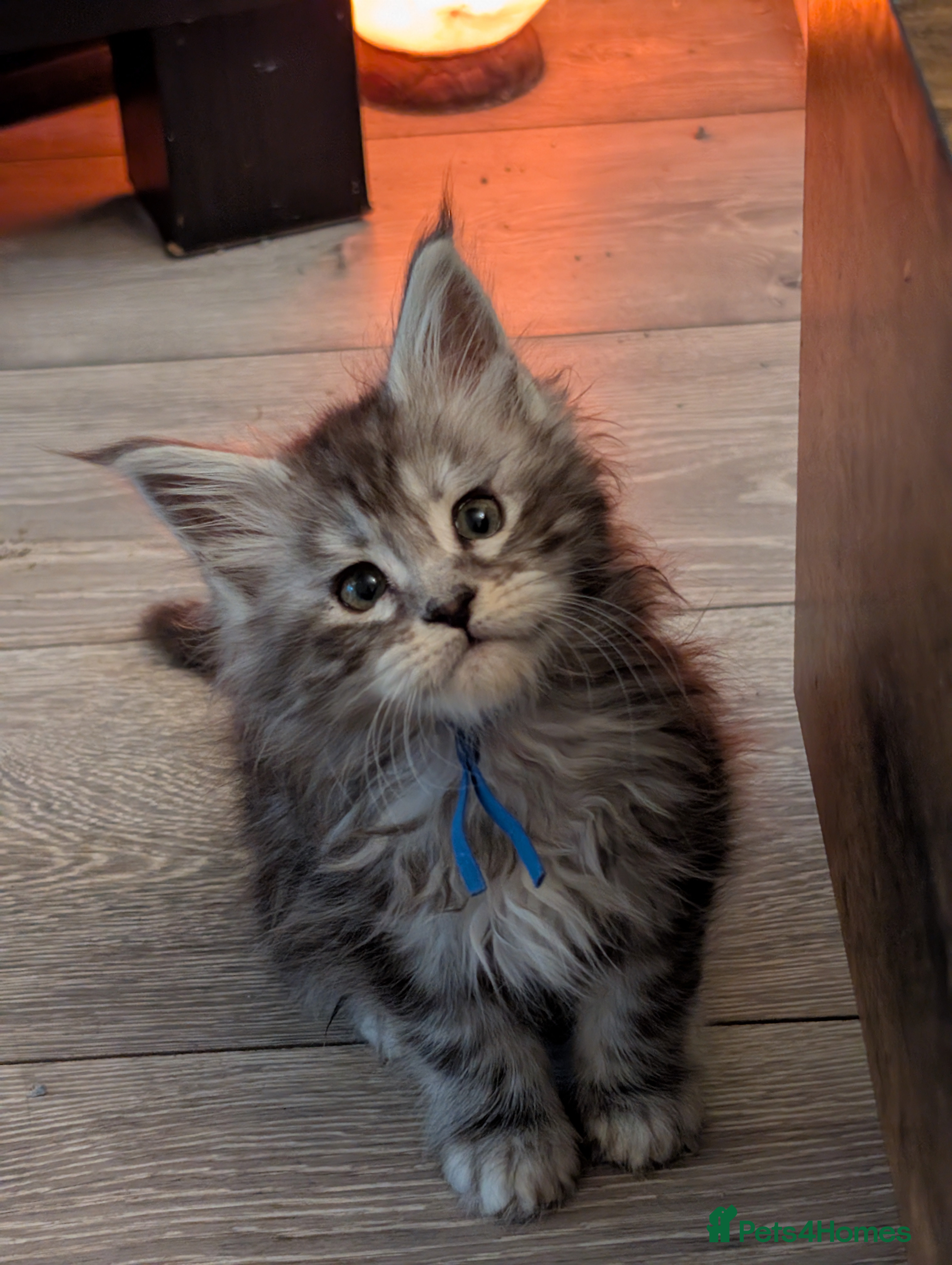 Maine Coon cats Full Mainecoon kittens  - Advert 10