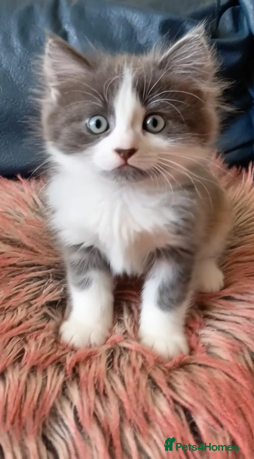 Mixed Breed cats for sale: Gorgeous kittens for sale!!!  - Advert 2