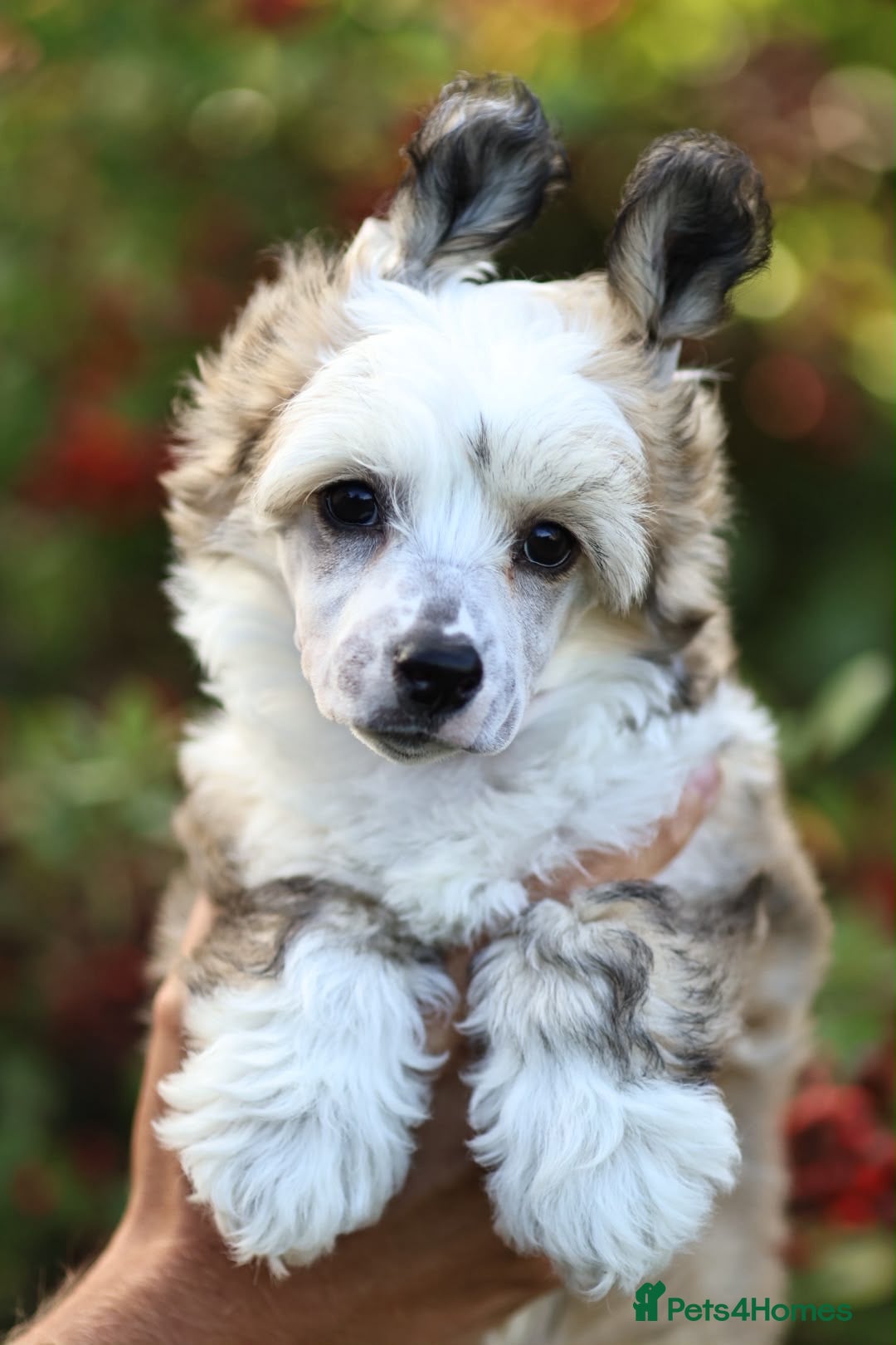 Chinese Crested dogs Outstanding Chinese Crested Babies - Advert 8