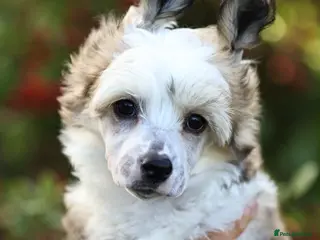 Chinese Crested dogs Outstanding Chinese Crested Babies - Advert 8