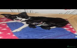 Border Collie dogs for sale: 2 border Collie Pups available  - Image 9