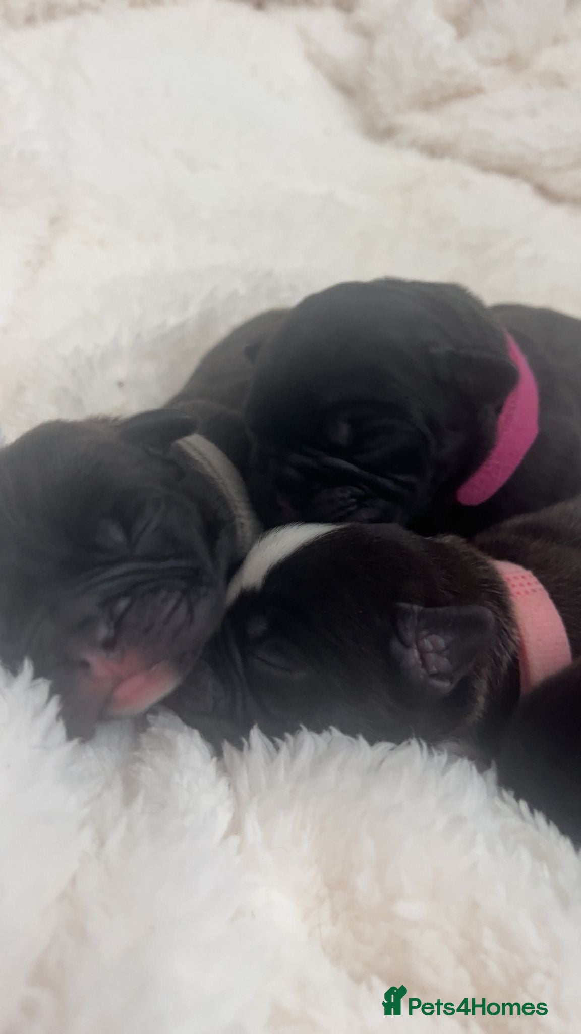 Mixed Breed dogs for sale: 🐾 French Bulldog × Olde English Bulldog Pups 🐾 - Advert 10