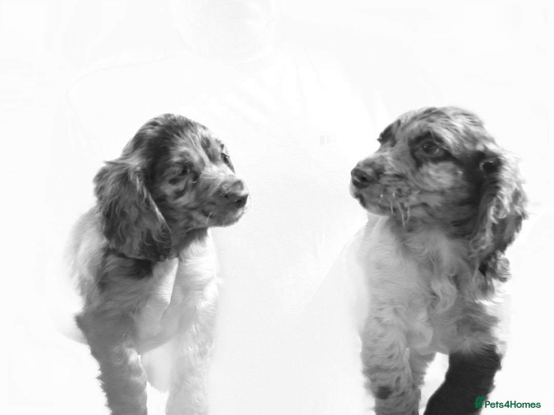 Cocker Spaniel dogs for sale: Cocker spaniel puppies  - Advert 12