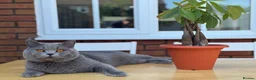 British Shorthair cats for sale: British shorthair kittens  - Advert 23