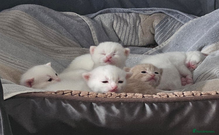 Mixed Breed cats - Advert 8