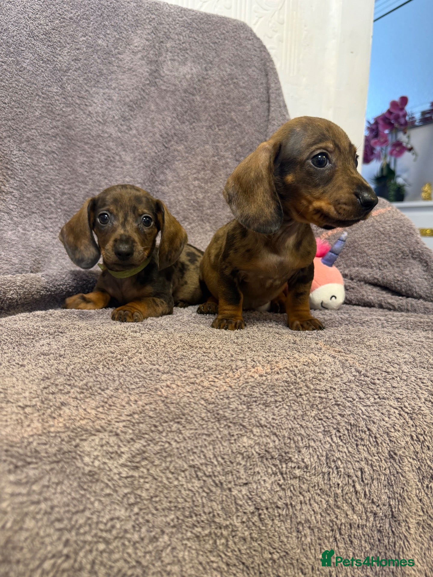 Miniature Dachshund dogs Miniature Dachshund  - Advert 1