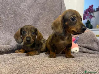 Miniature Dachshund dogs Miniature Dachshund - Advert 1