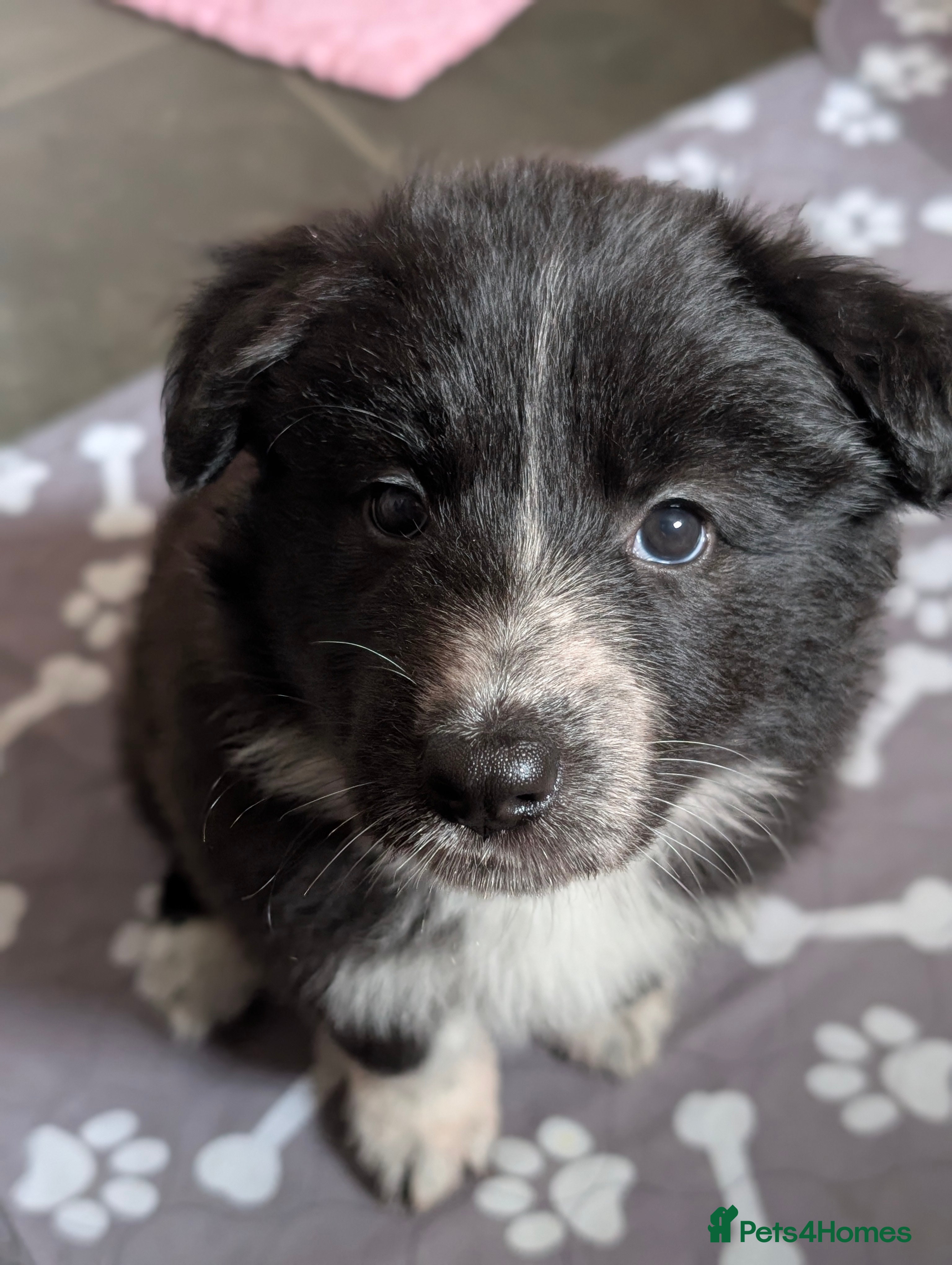 Mixed Breed dogs White Swiss Shepherd x Border Collie x Husky Pups - Advert 3