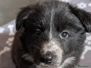 Mixed Breed dogs White Swiss Shepherd x Border Collie x Husky Pups - Advert 3