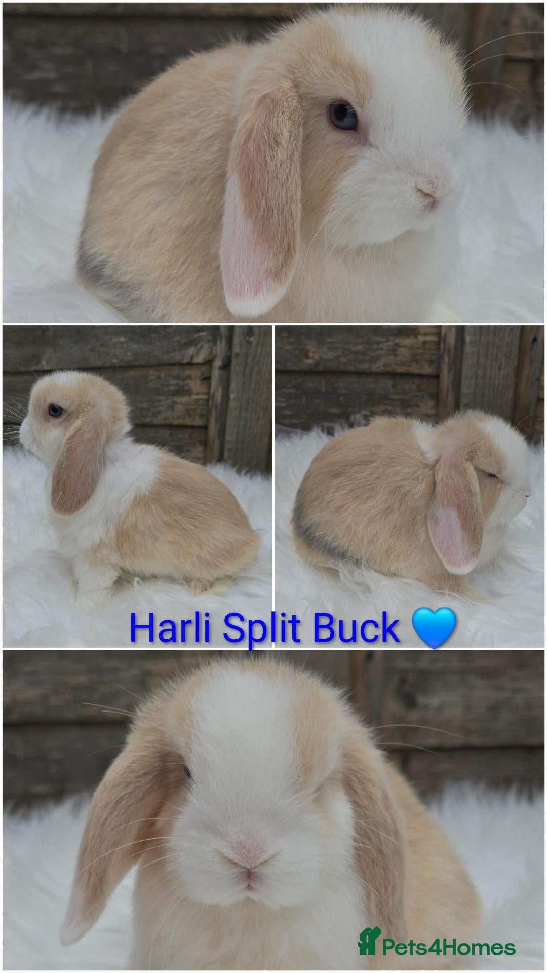 Mini Lop rabbits Gorgeous pure breed mini lops  - Advert 2
