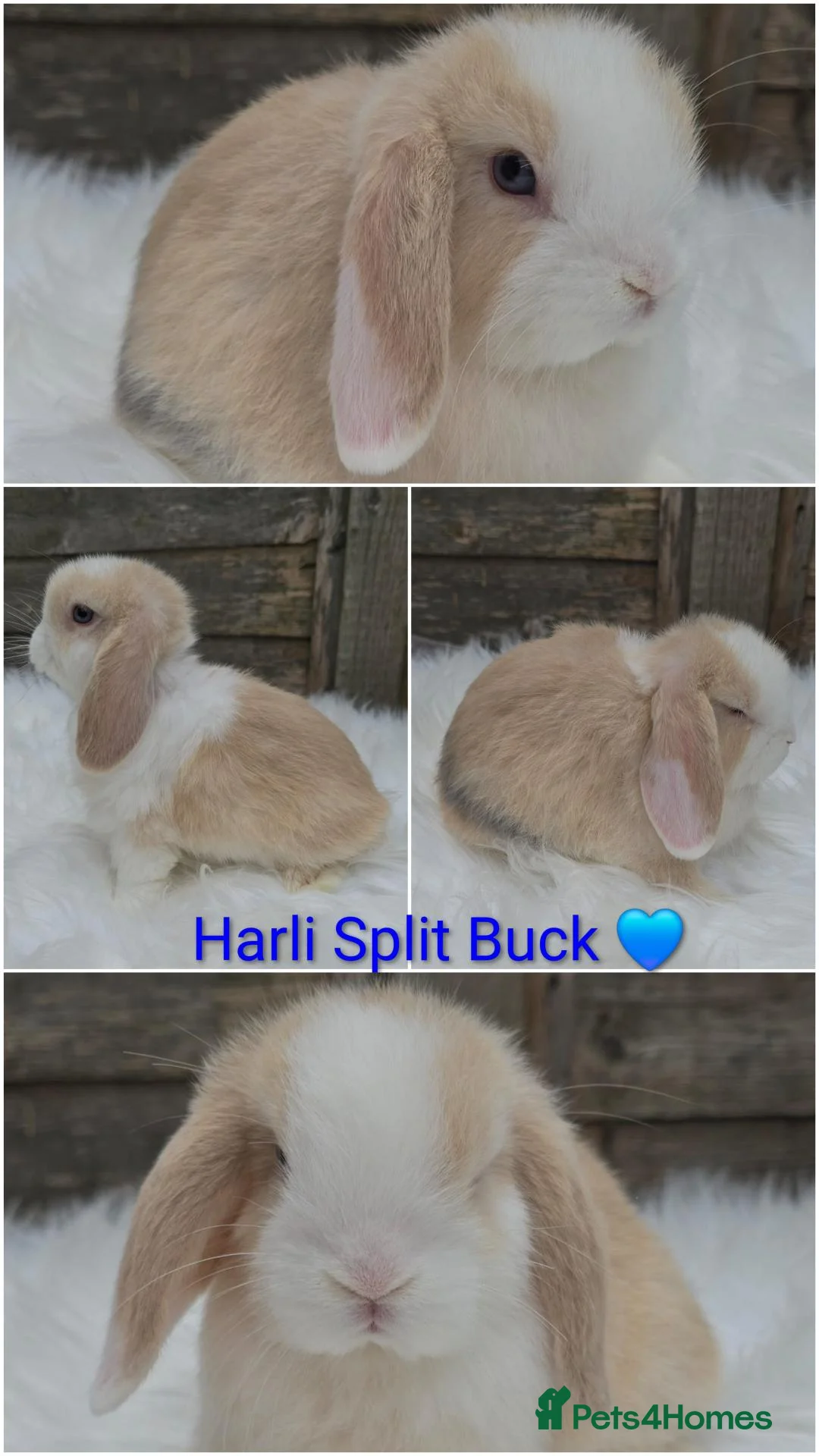 Mini Lop rabbits for sale: Gorgeous pure breed mini lops  - Advert 2