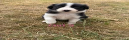 Border Collie dogs for sale: Border collie puppies for sale  in Montgomery - Advert 17
