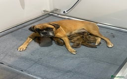 Boxer dogs for sale: 27 Champion bloodline red and black mask boxers - Image 6