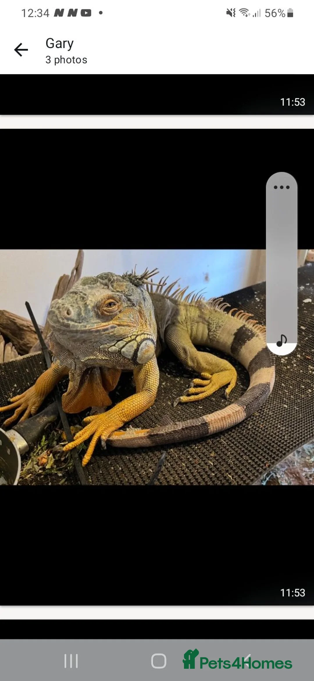 Iguana reptiles for sale: Mr  Garry Calow in Coalville - Advert 2