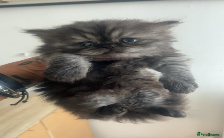 Persian cats - Advert 4