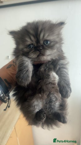 Persian cats - Advert 2