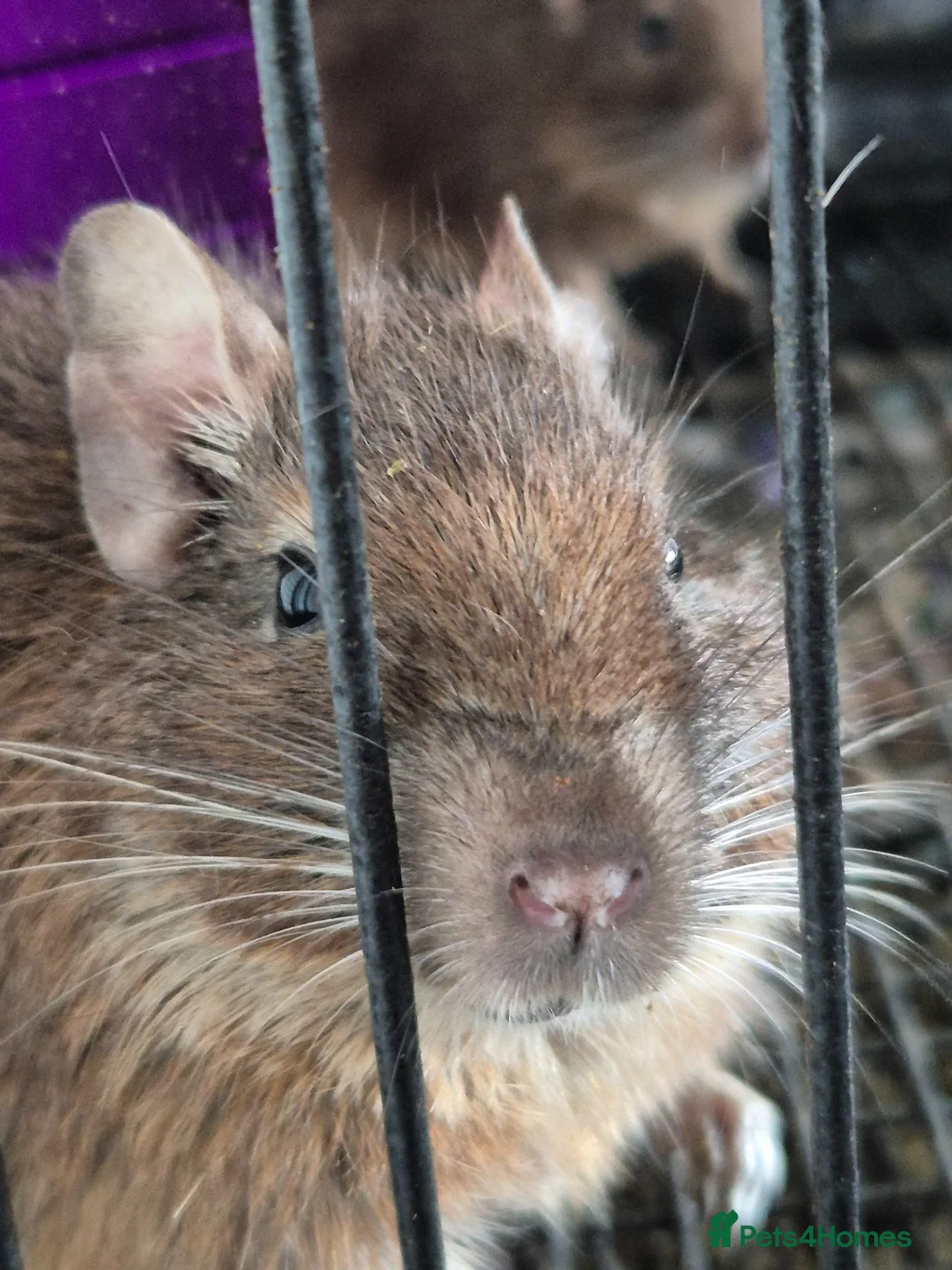 Degus rodents for sale: Two male Degus for rehoming in Peterborough - Advert 1