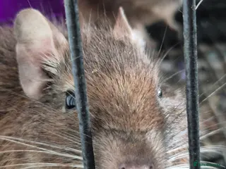 Degus rodents Two male Degus for rehoming - Advert 1