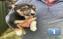 Mixed Breed dogs for sale: Huntaway Cross Puppies - Image 6
