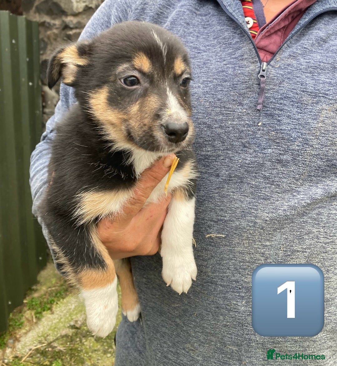 Mixed Breed dogs for sale: Huntaway Cross Puppies - Image 6