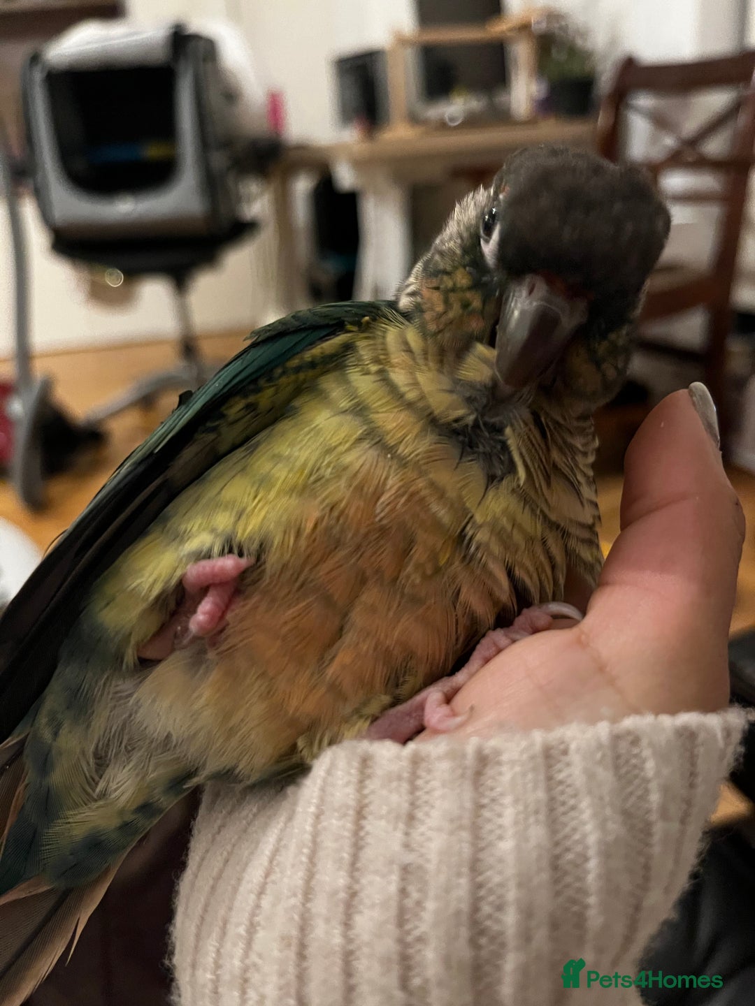 Conures birds for sale: Extremely clingy Green cheek conure - Image 5