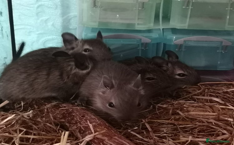 Degus rodents - Advert 1