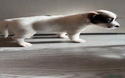 Jack Russell dogs for sale: 3 stunning Jack Russell’s  - Image 5