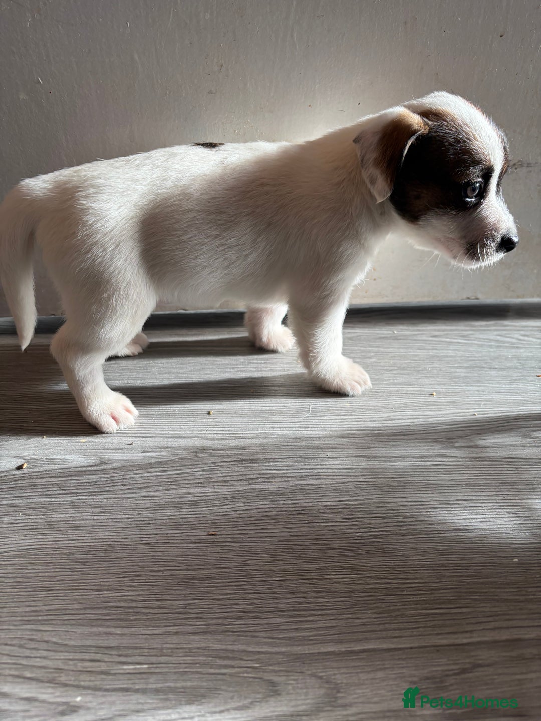 Jack Russell dogs for sale: 3 stunning Jack Russell’s  - Image 5