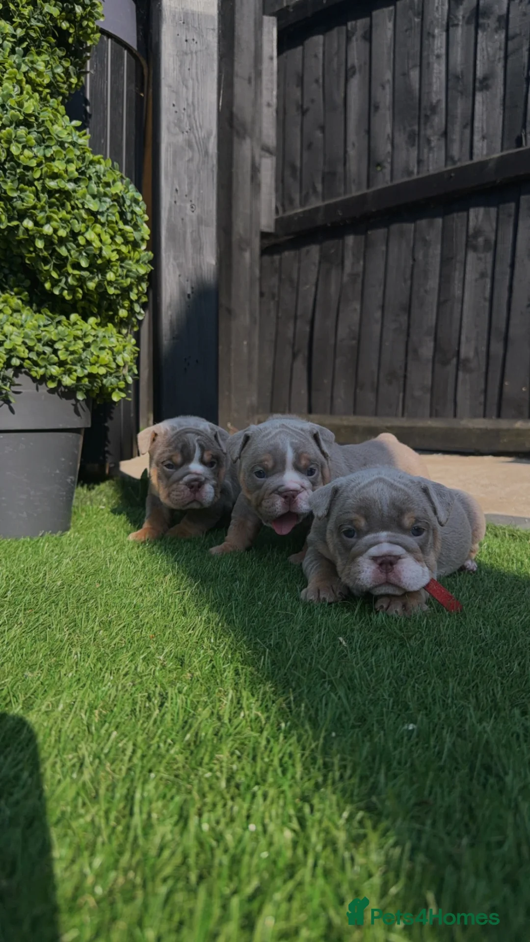 English Bulldog dogs for sale: English bulldogs ✨ - Advert 2
