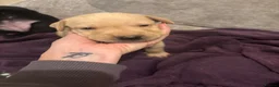 Mixed Breed dogs for sale: Vizladors  - Advert 7