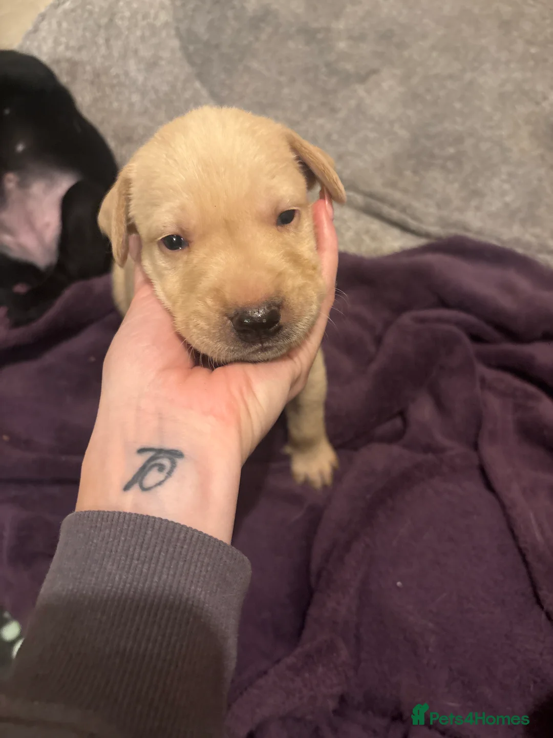 Mixed Breed dogs for sale: Vizladors  - Advert 7