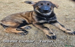 German Shepherd dogs for sale: 🔹️beautiful purebred straight back KC gsp's🔹️ - Image 4