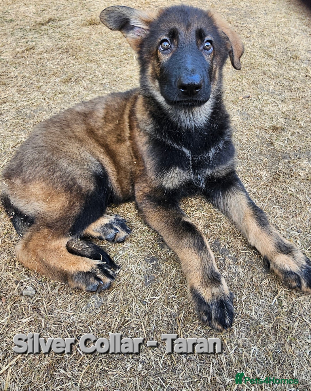 German Shepherd dogs for sale: 🔹️beautiful purebred straight back KC gsp's🔹️ - Image 4