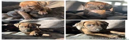 Mixed Breed dogs for sale: Rhodesian Ridgeback x Bull Lurcher - Advert 37