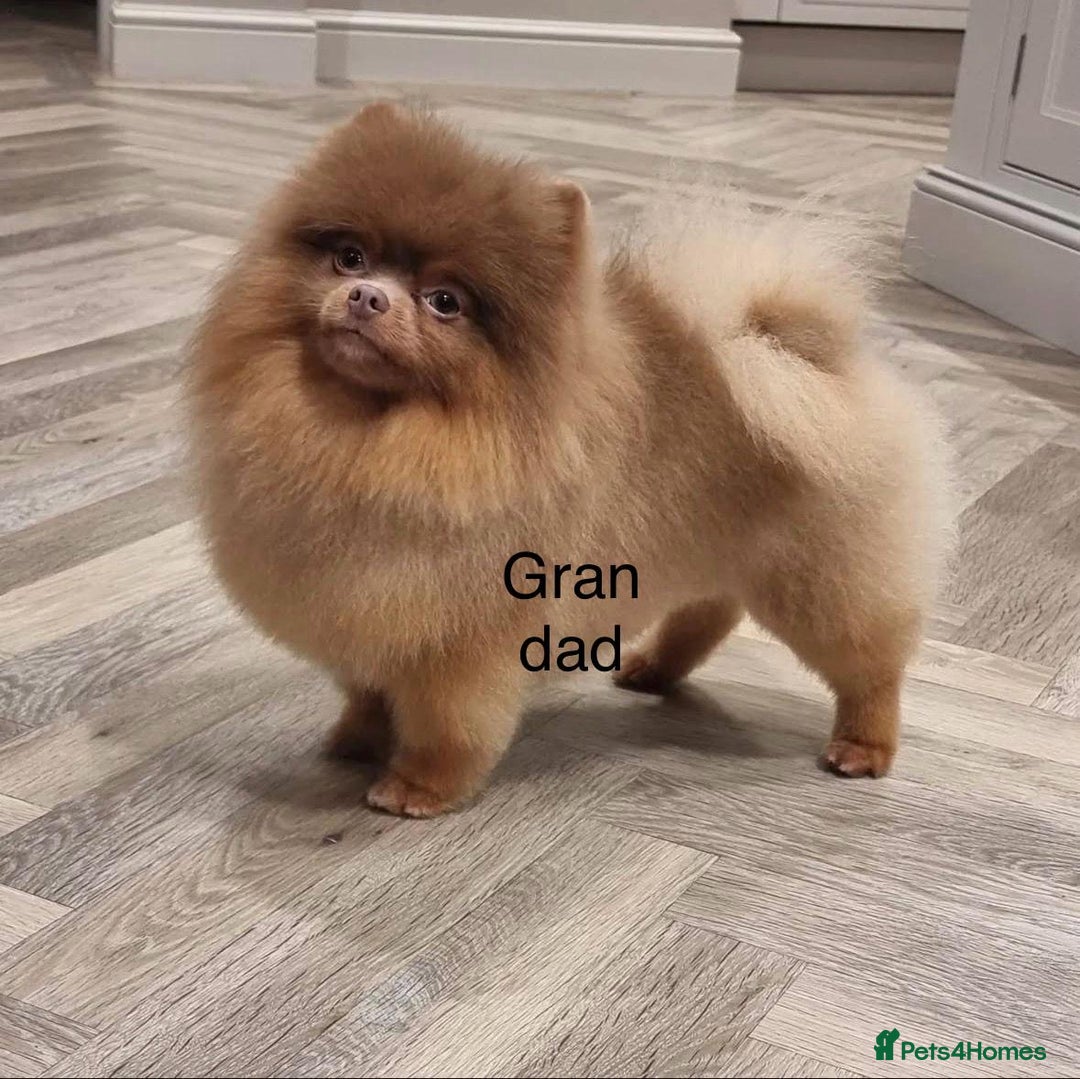 Pomeranian dogs for stud: 1.6kgPuppysize teddybear lilac and tan Pomeranian  - Advert 3