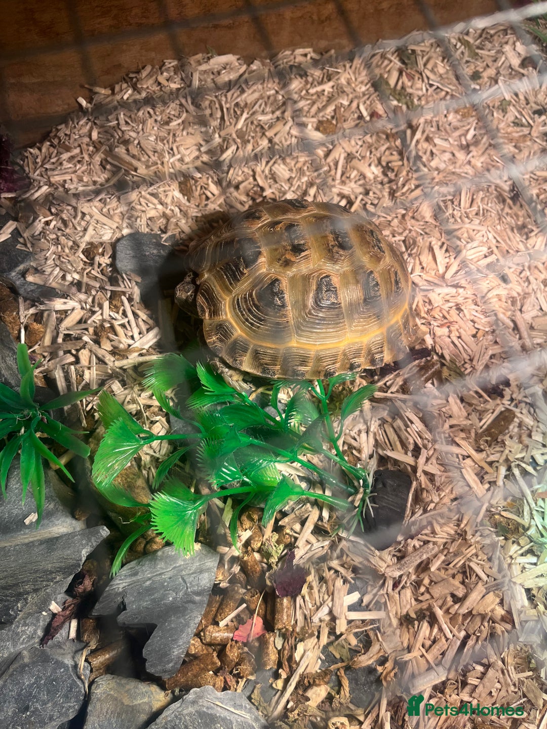 Tortoise reptiles for sale: Horsfield Tortoise - Advert 6