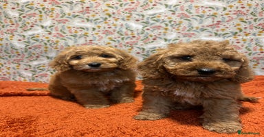 Cockapoo dogs - Advert 10