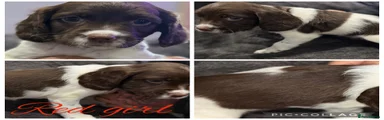 English Springer Spaniel 7