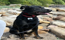 Mixed Breed dogs for sale: Rottweiler x GSD - Image 3