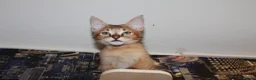 Chausie cats for sale: CHAUSIE f6  - Advert 11