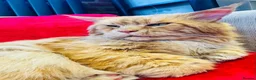 Maine Coon cats for sale: Maine coon Polydactyl  - Advert 4