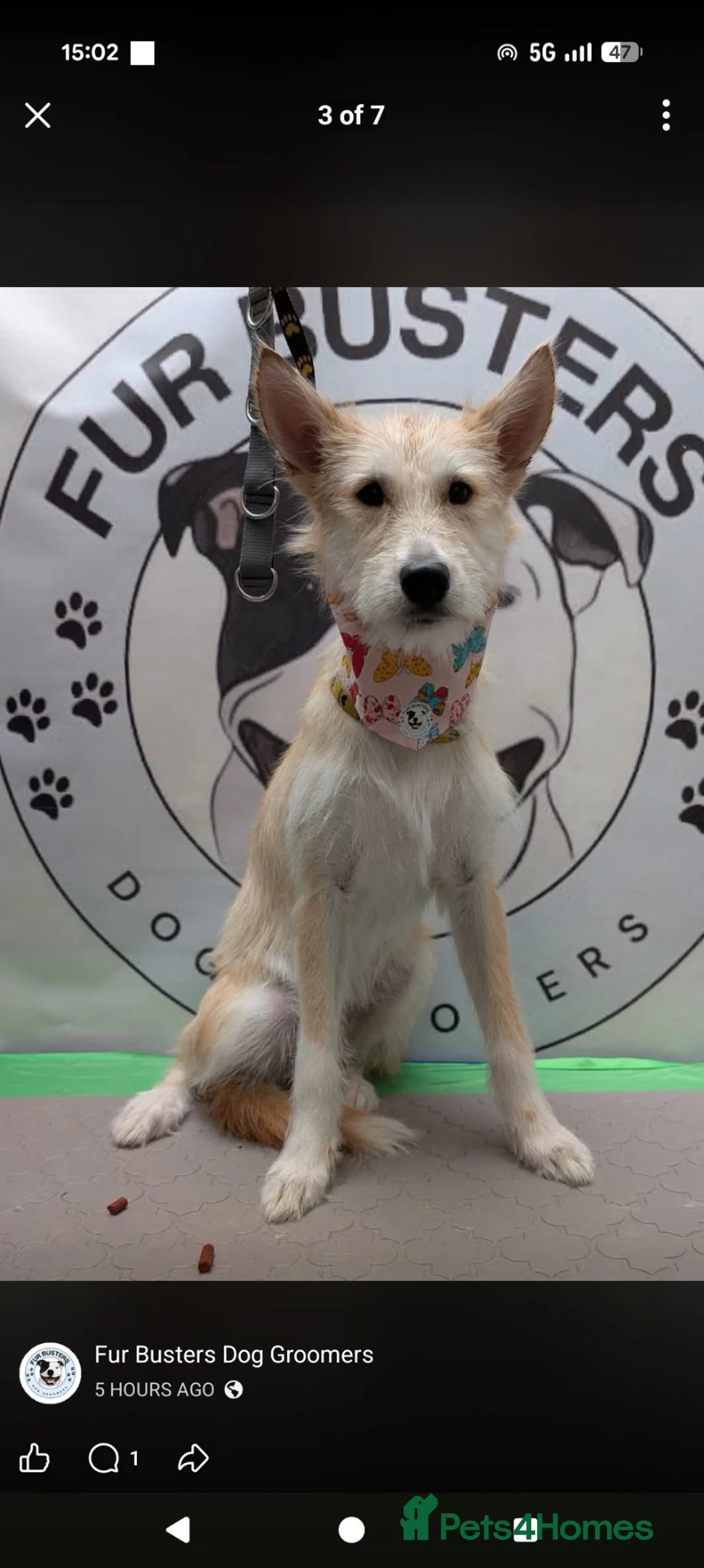 Mixed Breed dogs for sale: Rehoming needed for beautiful Luna - Advert 1