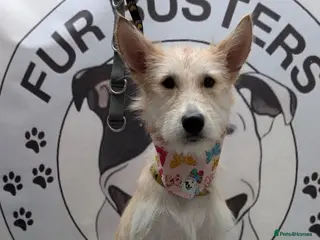 Mixed Breed dogs Rehoming needed for beautiful Luna - Advert 2