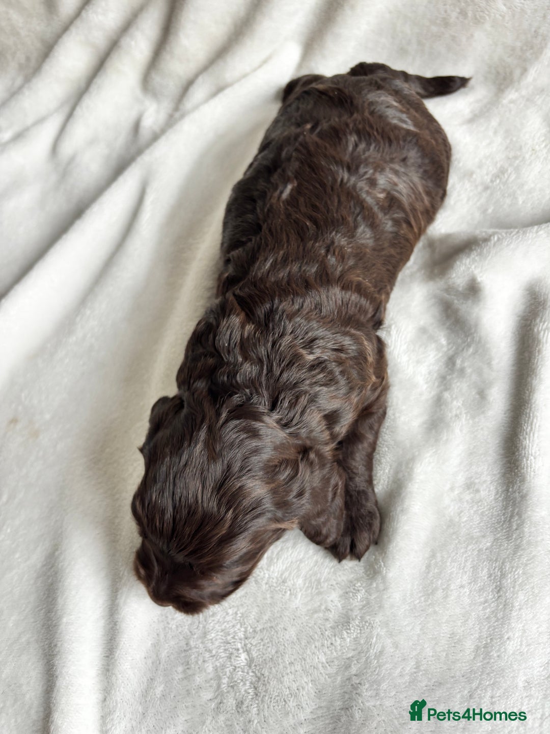 Cockapoo dogs for sale: F1 COCKAPOO  - Image 9