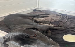 Cane Corso dogs for sale: Cane Corso puppies  - Image 8
